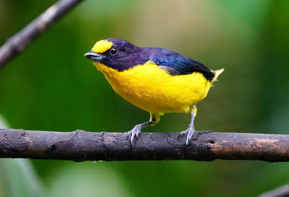 Pássaro colorido amarelo e roxo pousado em um galho — símbolo do Grupo Assovio